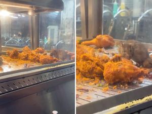 Jijik! Ada Tikus Berkeliaran di Etalase Ayam Goreng Kedai Ini Jijik! Ada Tikus Berkeliaran di Etalase Ayam Goreng Kedai Ini