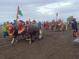 Makepung di Sirkuit All In One Jembrana, Kerbau Tak Lagi Berdarah-darah Makepung di Sirkuit All In One Jembrana, Kerbau Tak Lagi Berdarah-darah