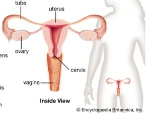 Organ Reproduksi Wanita Bagian Dalam dan Luar Beserta Fungsinya