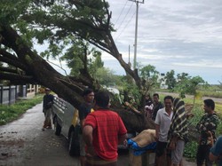 Lampu Mobil Rusak saat Jalan Subuh, Sopir di Pinrang Tabrak Pohon Tumbang