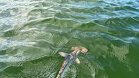 Foto: Ilmuwan Temukan Pembibitan Alami Hiu Kepala Martil di Kepulauan Galapagos