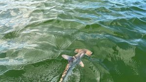 Foto: Ilmuwan Temukan Pembibitan Alami Hiu Kepala Martil di Kepulauan Galapagos