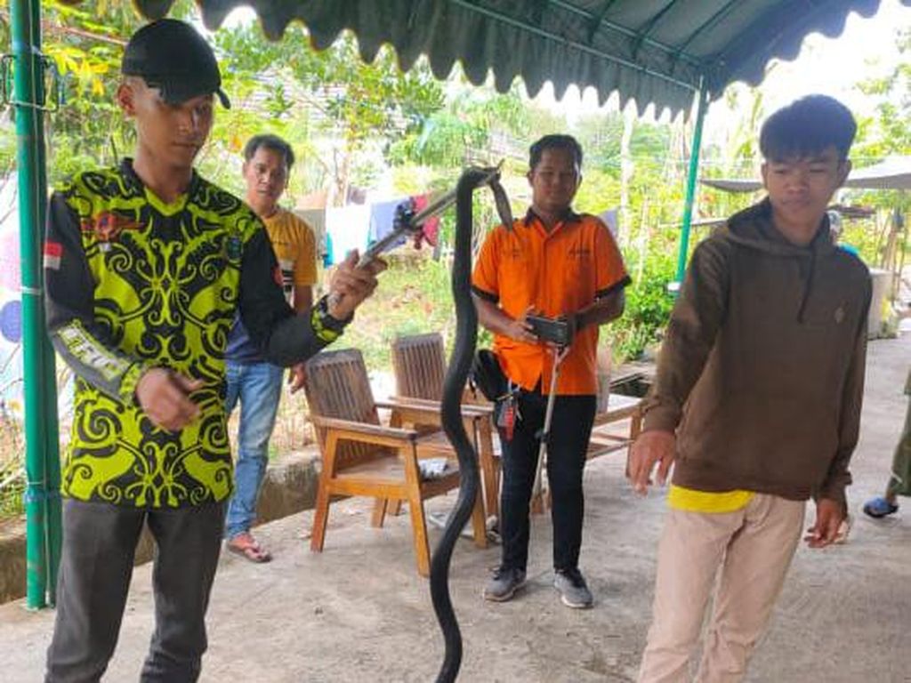 Ular Kobra yang Patuk Pria hingga Tewas di Balangan Dievakuasi Petugas