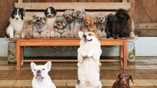 Rumah Guguk Petshop