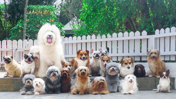 Rumah Guguk Petshop