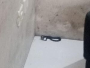 Kagetnya Warga Sumedang Ular Cobra Muncul di Balik Sofa