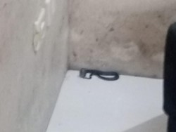 Kagetnya Warga Sumedang Ular Cobra Muncul di Balik Sofa