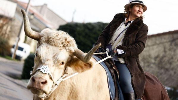 Unik, Ini Aston Si Banteng yang Kelakuannya Seperti Kuda