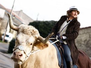 Unik, Ini Aston Si Banteng yang Kelakuannya Seperti Kuda Unik, Ini Aston Si Banteng yang Kelakuannya Seperti Kuda