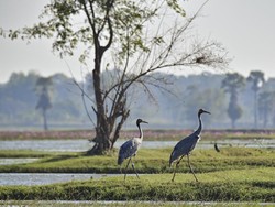 Miris! 12 Persen Burung di Dunia Ternyata Punah karena Manusia