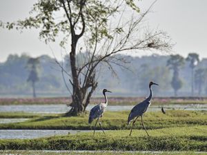 Miris! 12 Persen Burung di Dunia Ternyata Punah karena Manusia Miris! 12 Persen Burung di Dunia Ternyata Punah karena Manusia