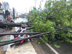 Pohon Tumbang Timpa Motor Imbas Hujan Disertai Angin Kencang di Cilegon