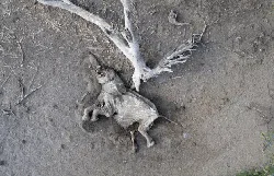 Potret Hewan-hewan yang Mati Misterius hingga Mengenaskan di 2022