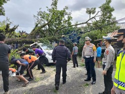Xenia Ringsek Tertimpa Trembesi Tumbang di Jalur Denpasar-Singaraja