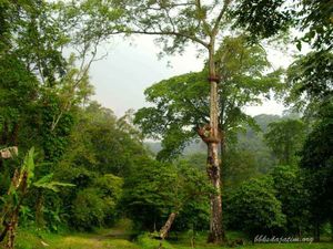 Taman Wisata Alam Tretes: Daya Tarik dan Biaya Masuk