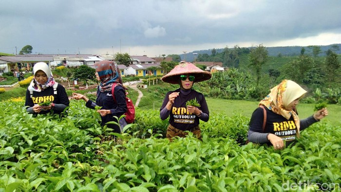 Wisata agro petik dauh teh di Tiris, Kabupaten Probolinggo