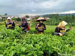 Wisata Kebun Teh di Probolinggo Bisa Dicoba saat Libur Tahun Baru