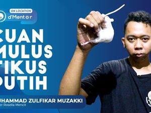 Cuan Mulus Ternak Tikus