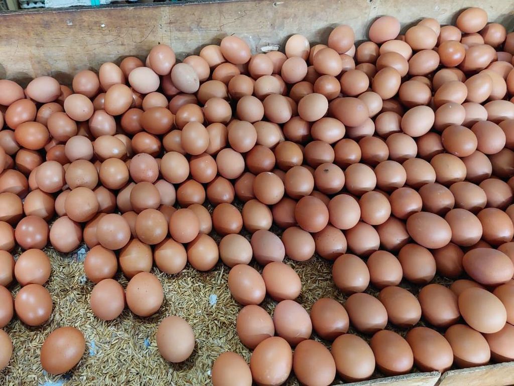 H-3 Tahun Baru, Harga Telur Ayam Akhirnya Turun Jadi Rp 29.000/Kg H-3 Tahun Baru, Harga Telur Ayam Akhirnya Turun Jadi Rp 29.000/Kg