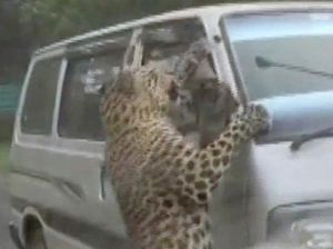 Menegangkan! Macan Tutul Tiba-tiba Loncat Serang Mobil Lewat