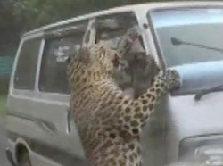 Menegangkan! Macan Tutul Tiba-tiba Loncat Serang Mobil Lewat