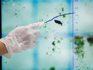 Bukan Hujan Air, Peneliti Prediksi Hujan Mikroplastik di Langit Paris