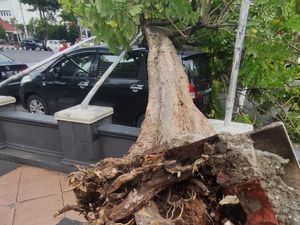 Pohon Tumbang di Depan Kantor Gubernur Jateng Timpa Mobil