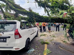 Waspada! Tahun Baruan di Jalan, BPBD Ingatkan Bahaya Pohon Tumbang