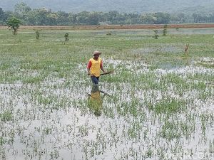 Sawah Tak Bisa Ditanami Dampak Banjir, Warga Pilih Cari Ikan-Kangkung