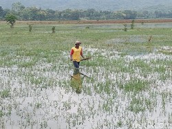 Sawah Tak Bisa Ditanami Dampak Banjir, Warga Pilih Cari Ikan-Kangkung