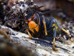 Tawon Asia Invasi Daratan Eropa, Simak Faktanya!