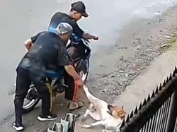 Geger Aksi Pencurian Anjing di Medan dengan Cara Diracun