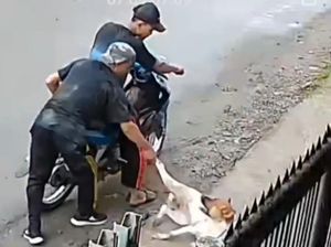 Polisi Selidiki Kasus Heboh Pencurian Anjing dengan Diracun di Medan Polisi Selidiki Kasus Heboh Pencurian Anjing dengan Diracun di Medan