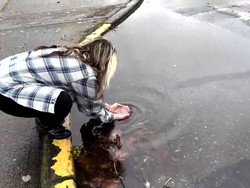 AS dihantam Cuaca Ekstrem, Ubur-Ubur Terseret ke Jalanan