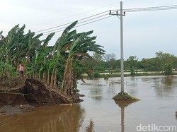 Puluhan Hektare Tambak Bandeng Kota Pasuruan Kebanjiran, Petambak Gagal Panen