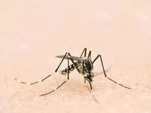 Waspada Lur! Di Boyolali Sudah Ada 126 Kasus DBD, 3 Orang Meninggal Waspada Lur! Di Boyolali Sudah Ada 126 Kasus DBD, 3 Orang Meninggal