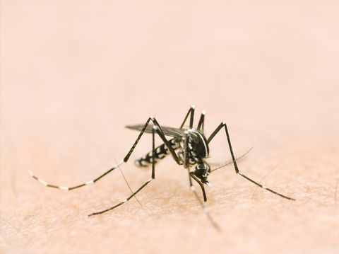 macro of a tiger mosquito on skin. proboscis inserted ready to feed.Similar image:
