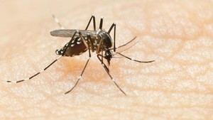 El Nino Picu Lonjakan Kasus DBD di Sukabumi
