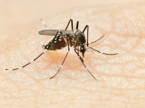 Dear Warga Purwakarta, Waspada Gigitan Nyamuk DBD Saat El Nino Dear Warga Purwakarta, Waspada Gigitan Nyamuk DBD Saat El Nino