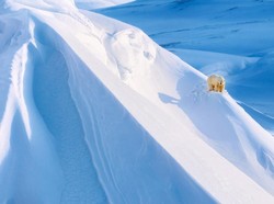 Peneliti Duga Ada Manusia Purba yang Hibernasi, Buktinya Terlihat Lewat Fosil