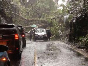 Pohon Tumbang Timpa Pemotor, Jalan Poros Maros-Bone Lumpuh Total