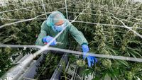 Melihat Lebih Dekat Pertanian Ganja Medis di Jerman