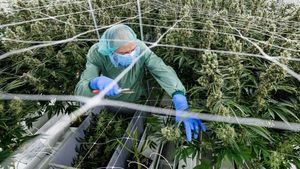 Melihat Lebih Dekat Pertanian Ganja Medis di Jerman