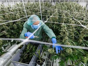 Melihat Lebih Dekat Pertanian Ganja Medis di Jerman