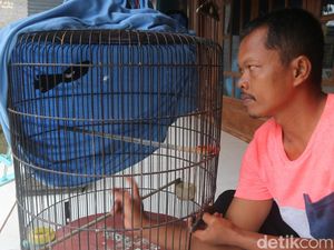 Gagal Ternak Sapi, Perangkat Desa di Pati Sukses Budidaya Murai Batu Gagal Ternak Sapi, Perangkat Desa di Pati Sukses Budidaya Murai Batu