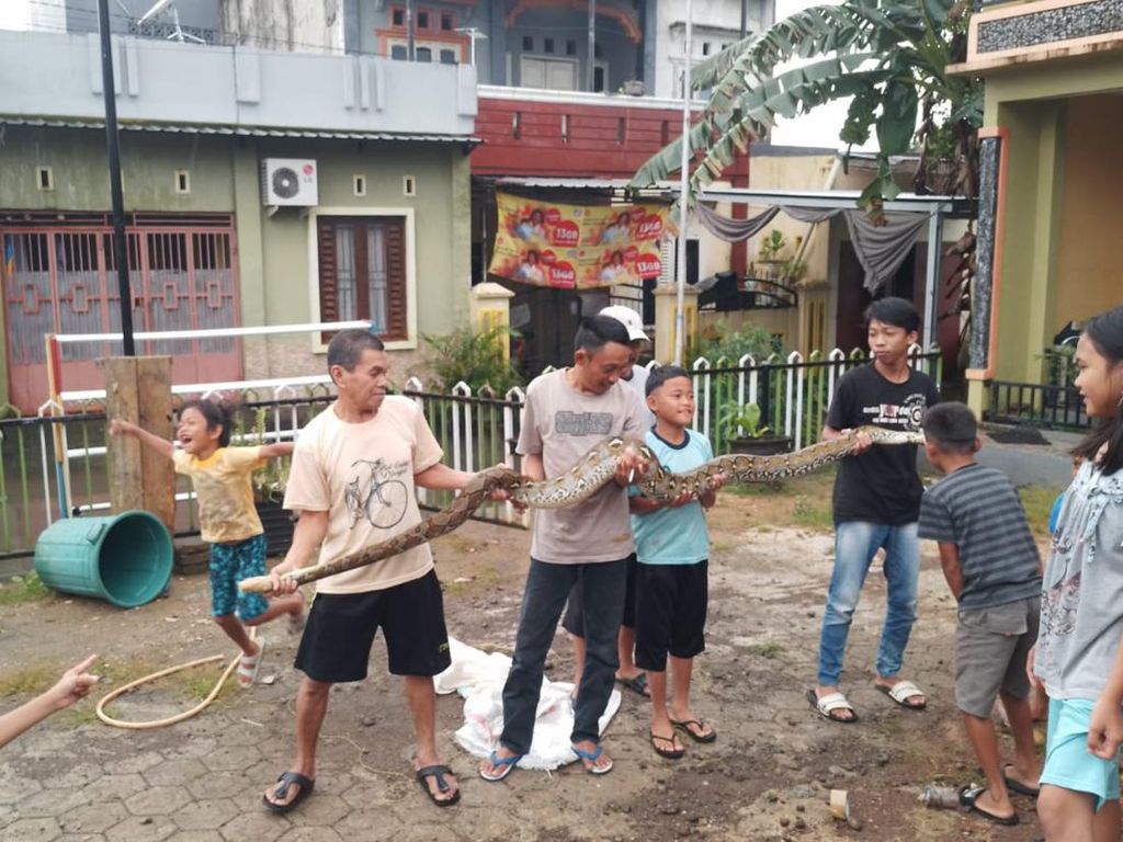 Sanca 2,5 Meter Muncul di Pengungsian Korban Banjir Makassar Bikin Geger Sanca 2,5 Meter Muncul di Pengungsian Korban Banjir Makassar Bikin Geger