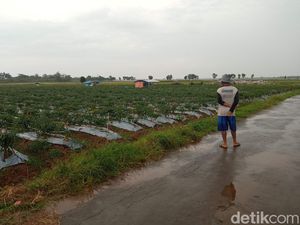 Keluh Kesah Petani Cirebon di Tengah Anjloknya Harga Cabai
