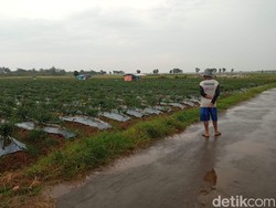 Keluh Kesah Petani Cirebon di Tengah Anjloknya Harga Cabai