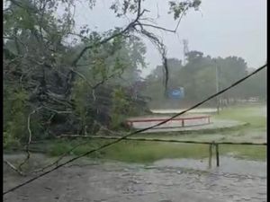 Viral! Pohon Beringin Soekarno di Atambua Tumbang Akibat Angin Kencang