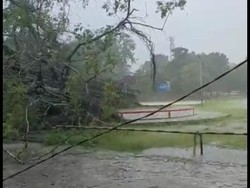 Viral! Pohon Beringin Soekarno di Atambua Tumbang Akibat Angin Kencang